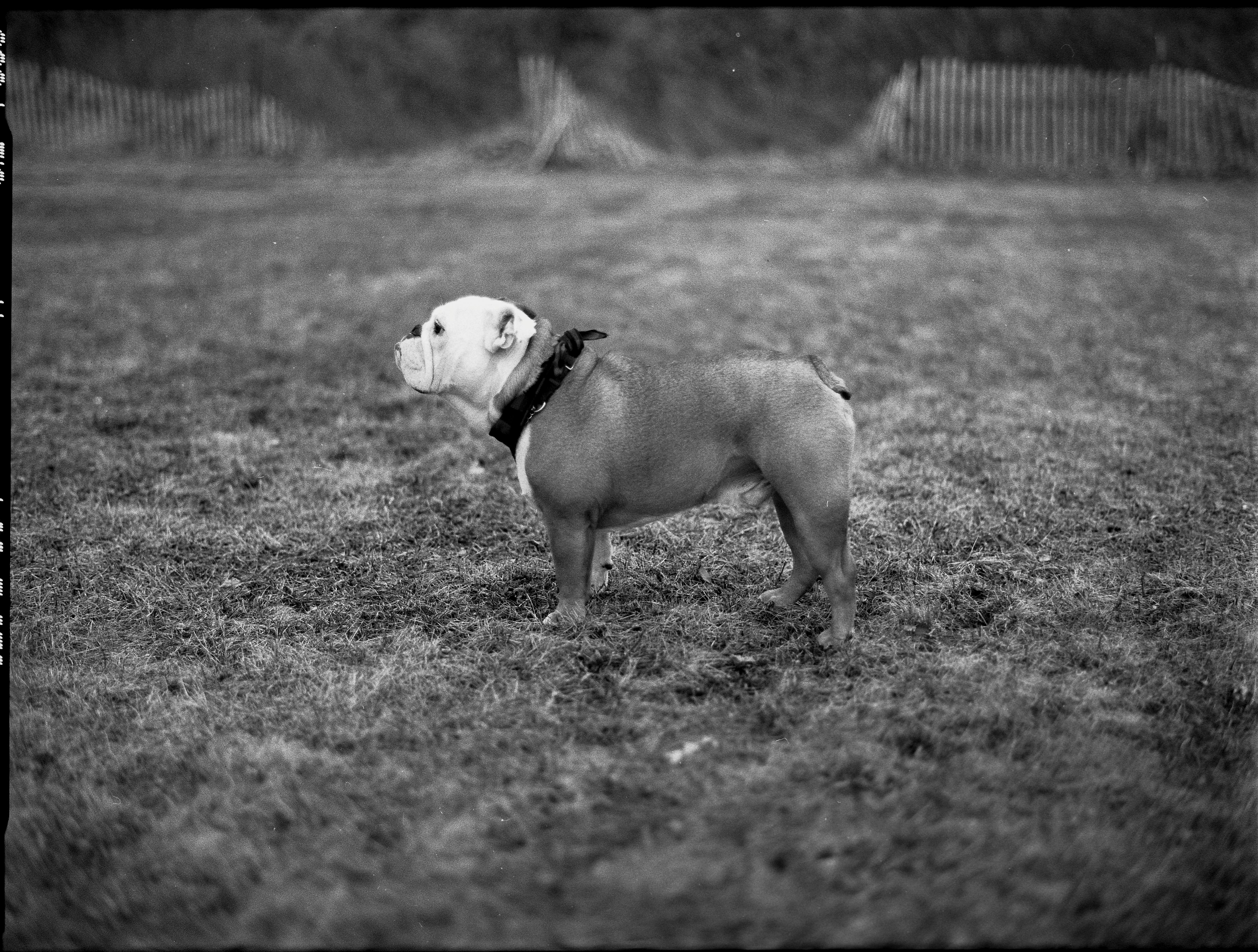 Bulldog in Black and White