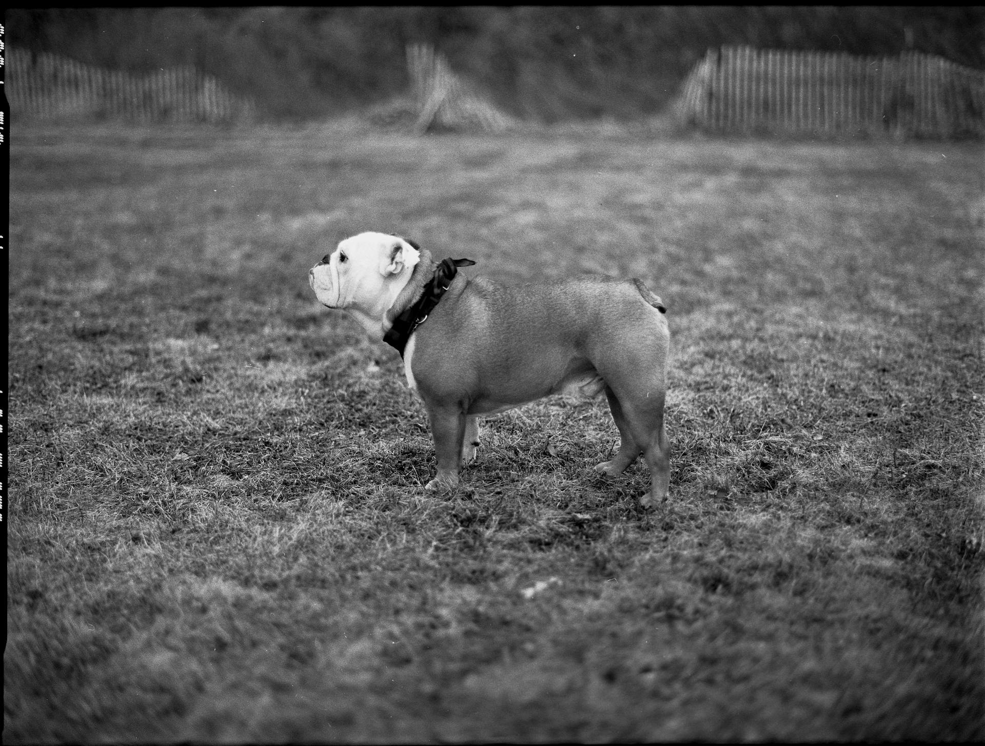 Bulldog in Black and White