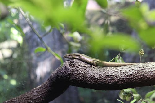 Zbliżenie Lizard On Branch