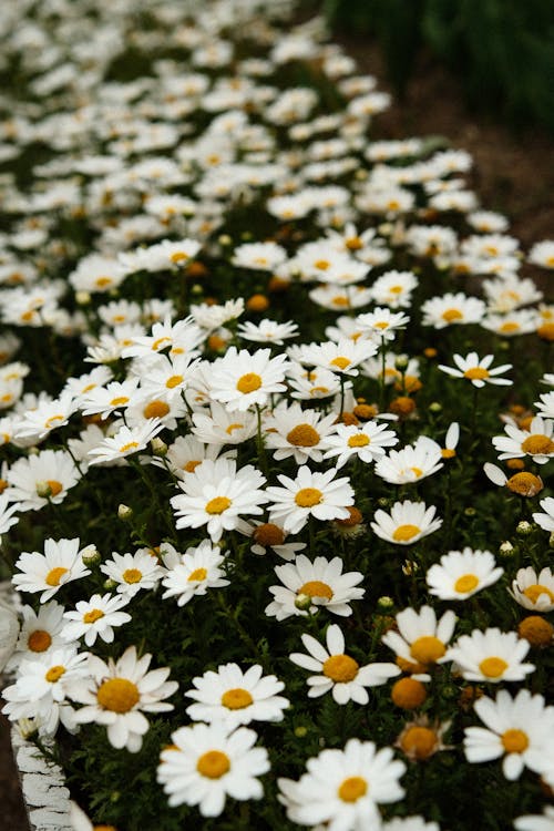 White Chamomile Flowers
