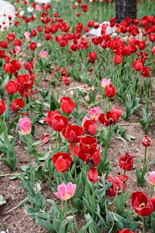 Tulip Flowers in the Garden 