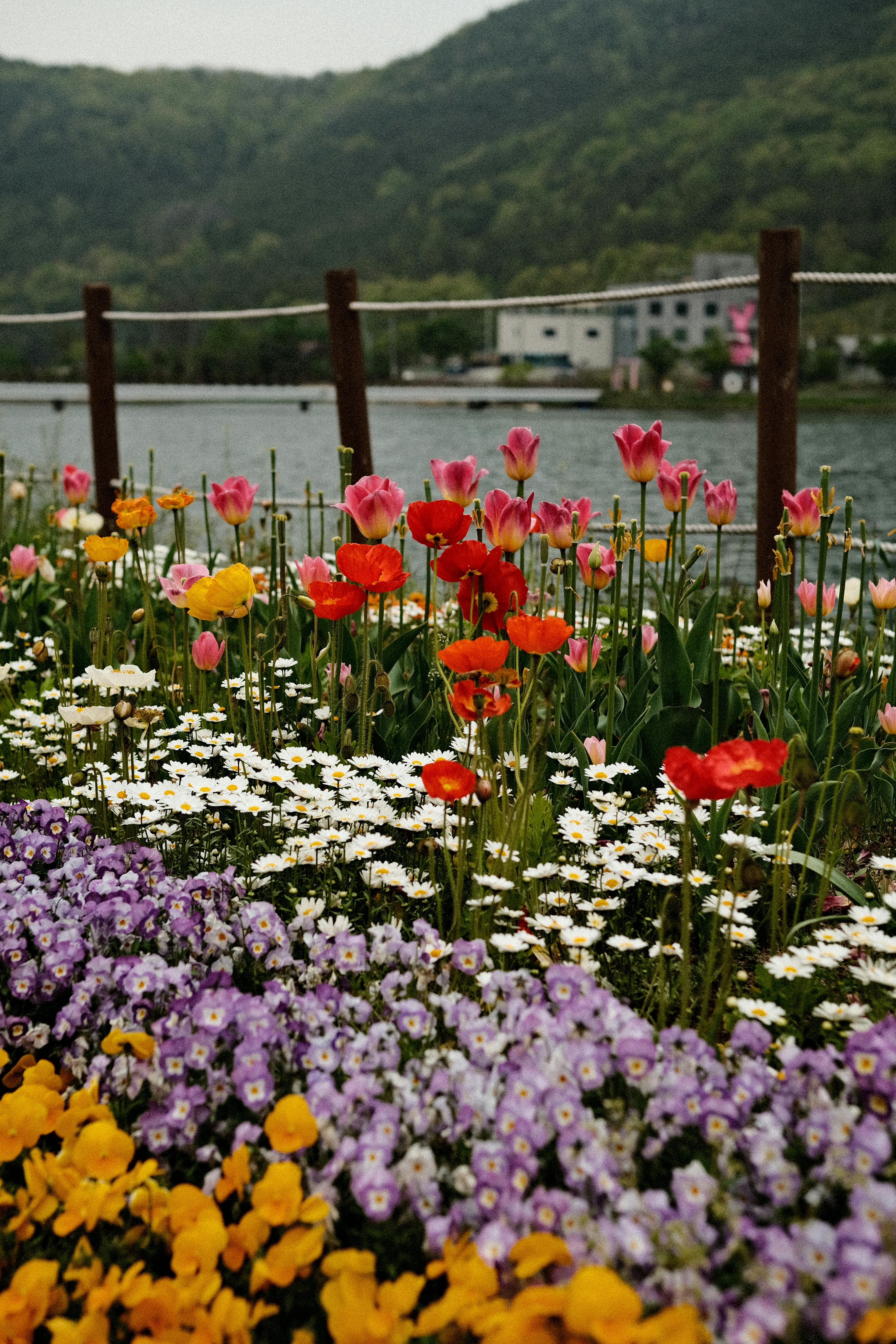 Flowers In Town Photos, Download The BEST Free Flowers In Town Stock