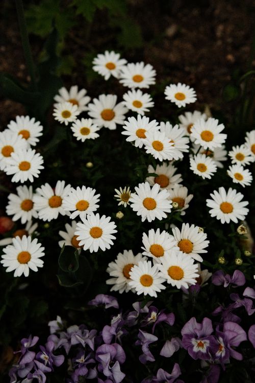 Free A stunning close-up of blooming daisies in a garden, showcasing their vibrant beauty. Stock Photo