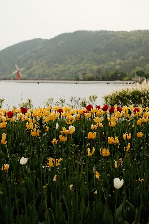 꽃, 노란색, 수직 쐈어의 무료 스톡 사진