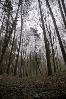 Captivating view of tall leafless trees in a tranquil forest setting, showcasing nature's raw beauty.