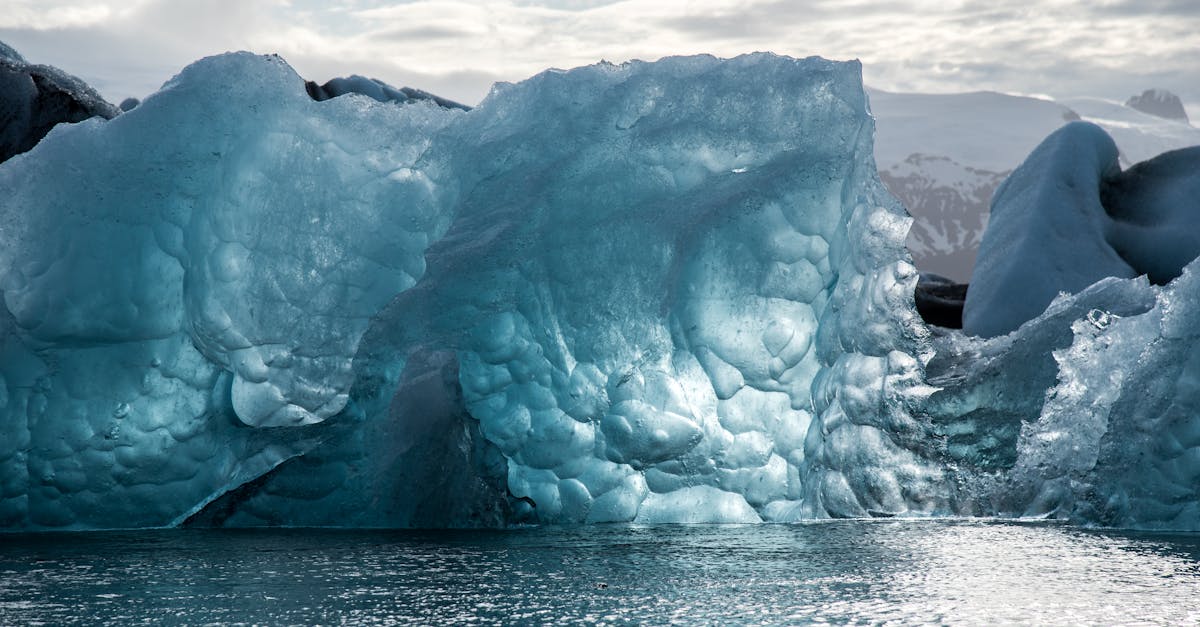 How do polar bears live in the cold
