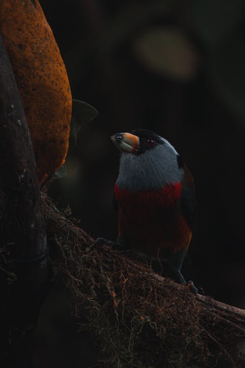 Small Bird in Nature