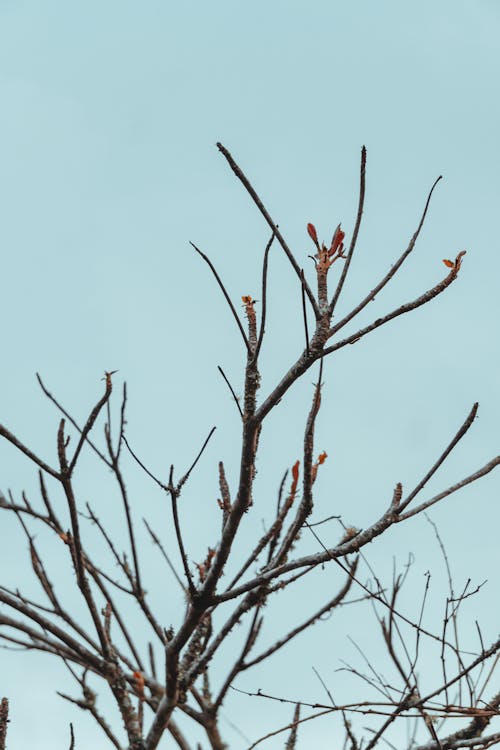 Foto d'estoc gratuïta de arbre, branques, fons blau