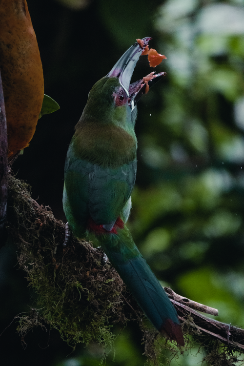 Free A vivid vertical shot of a Crimson-Rumped Toucanet capturing its prey in a lush jungle setting. Stock Photo