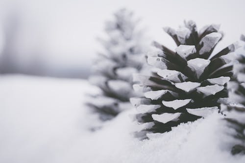 Free Close-Up Photo of Snow Covered Pine Cones Stock Photo