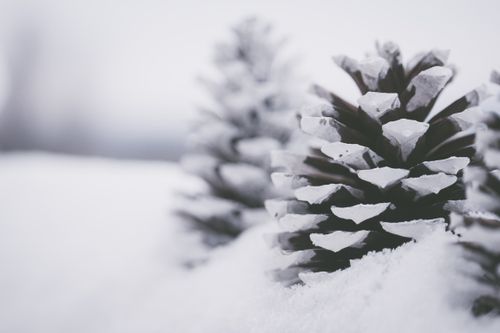 Free Detailed view of snow-covered pine cones, capturing the essence of winter. Stock Photo