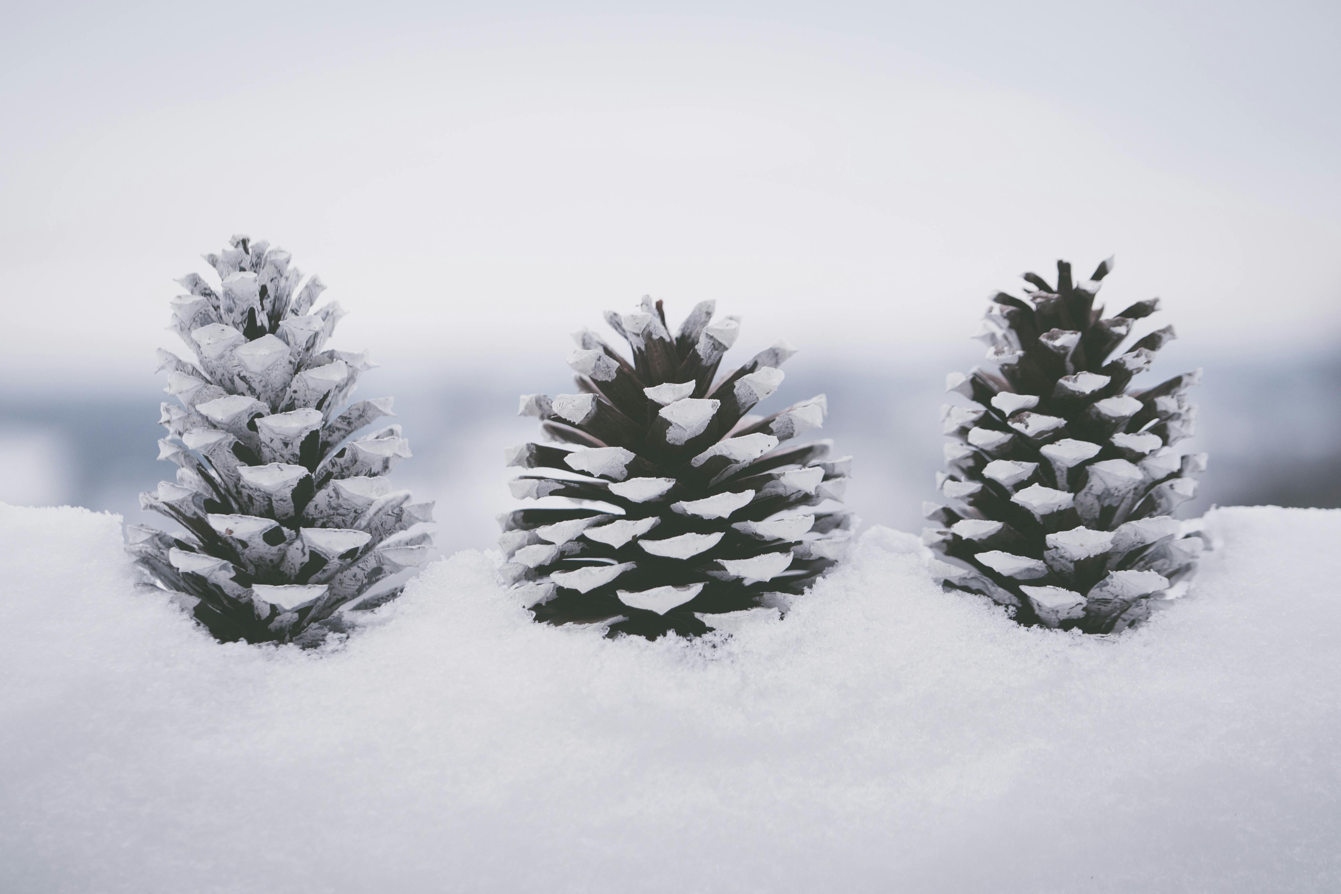 Snow Covered Pine Cones · Free Stock Photo
