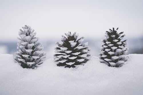 бесплатная Покрытые снегом сосновые шишки Стоковое фото