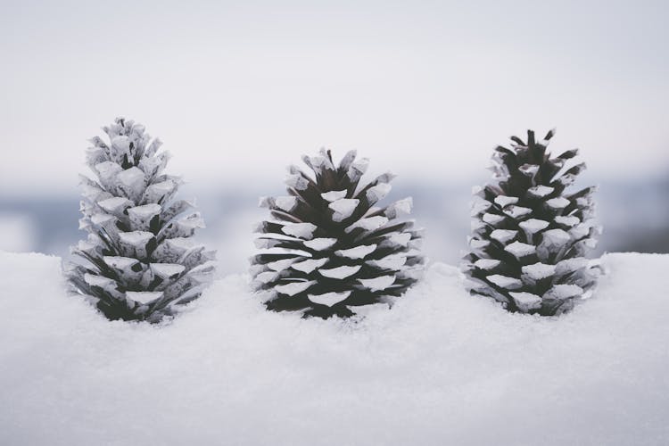 Snow Covered Pine Cones