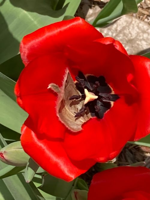Free stock photo of nature, spring, tulip Stock Photo