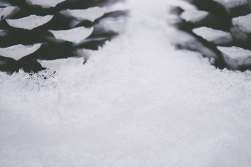 Free A close-up shot of snow-covered pine cones providing a serene winter feel. Stock Photo