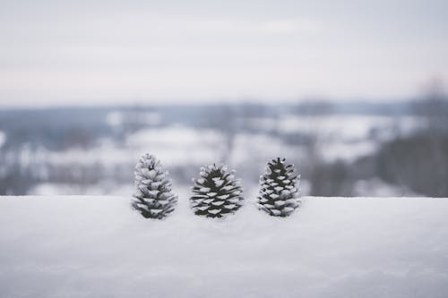 下雪的, 冬季, 冷 的 免費圖庫相片