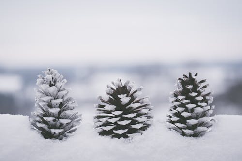Conifer Cones Covered In Snow