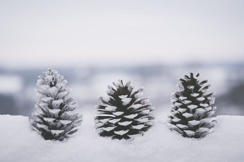 Free Close-up of snow-covered pine cones in a wintery landscape, showcasing frosty details. Stock Photo