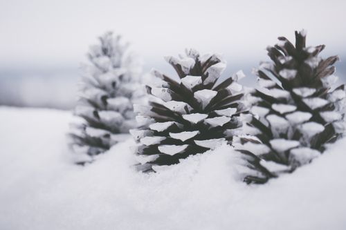 Free A close-up of snow-covered pine cones evokes the serene beauty of winter nature. Stock Photo