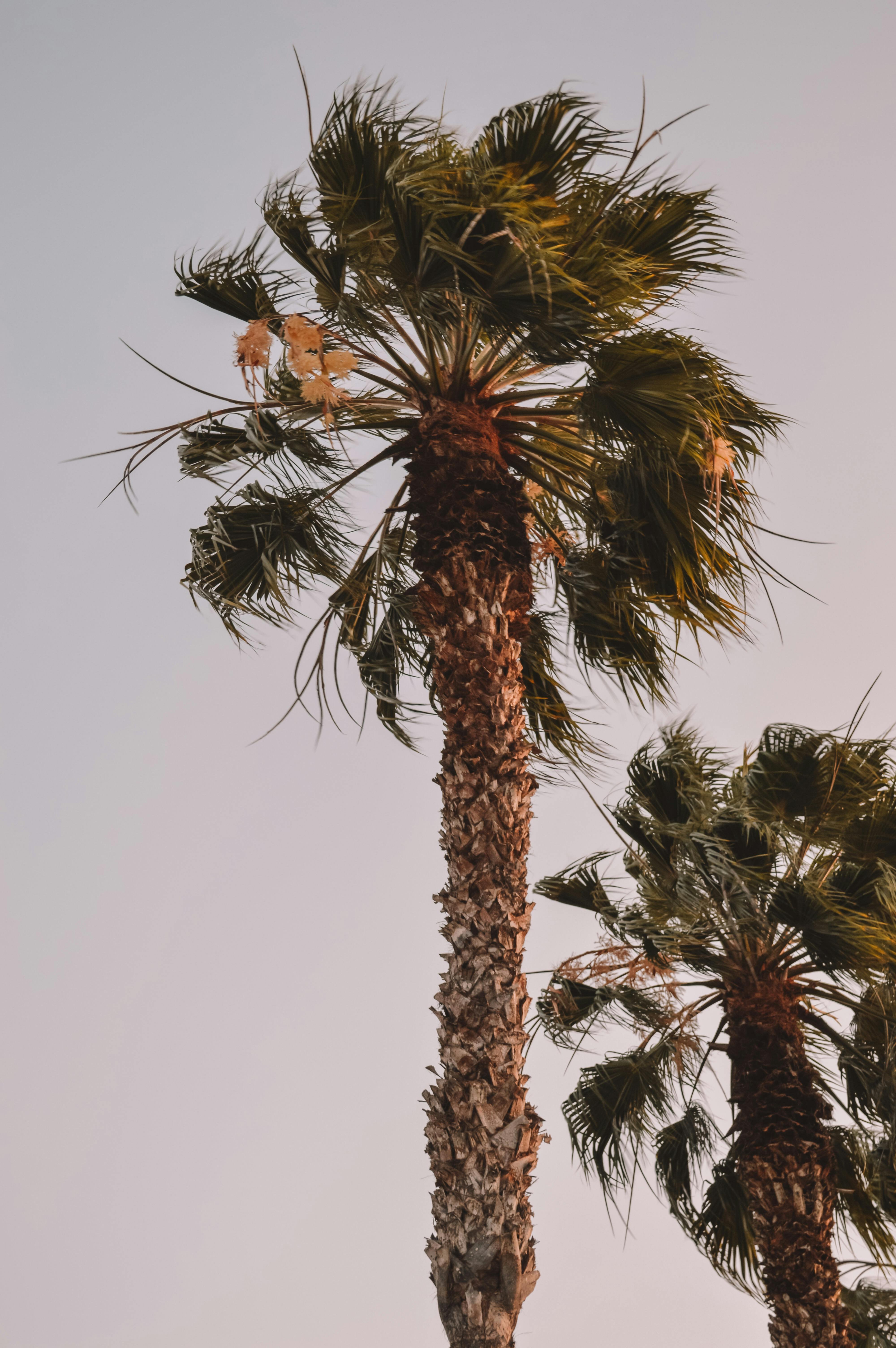 Low-angle view of palm trees in Lima, Peru, with a clear sky at twilight.