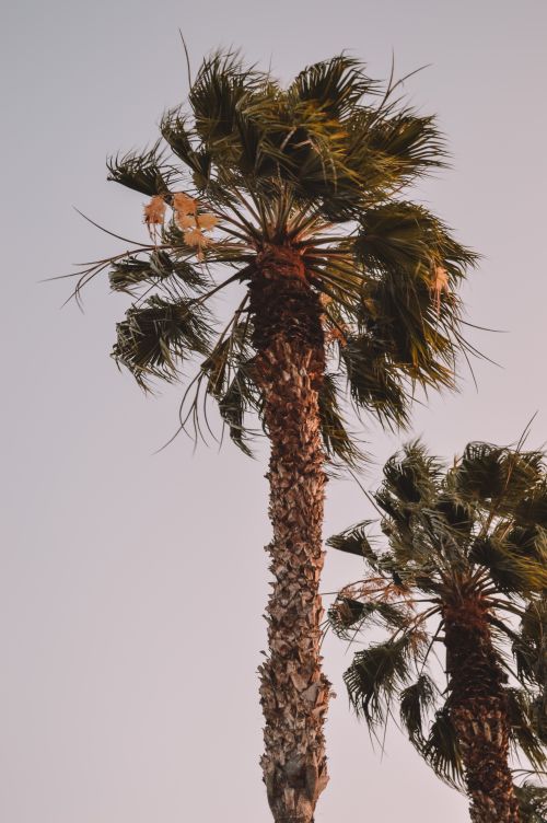 Free Low-angle view of palm trees in Lima, Peru, with a clear sky at twilight. Stock Photo
