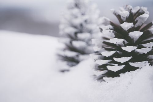 Free Close-up photo of frosted pine cones nestled in snow during wintertime. Stock Photo