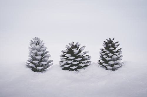 gratis Drie Denneappels Op Sneeuw Stockfoto