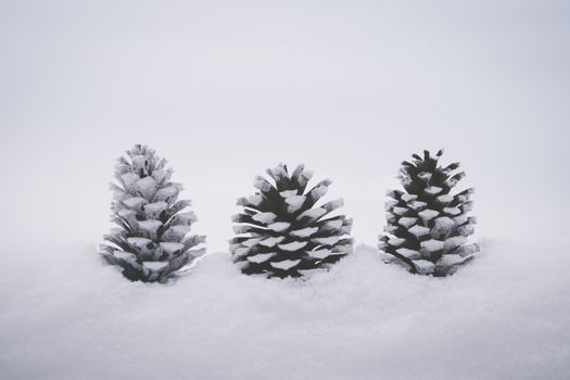 雪覆盖着三颗松果，营造出宁静的冬日景象
