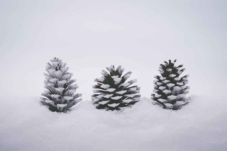 Three Pine Cones On Snow