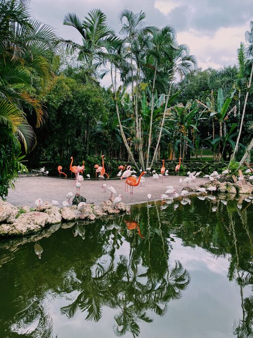 Free A colony of flamingos amid lush tropical greenery in Key West, Florida. Stock Photo