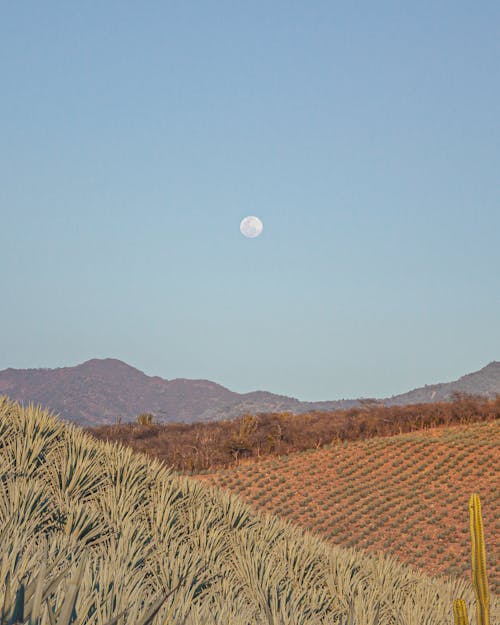 Moon on Clear Sky over Fields