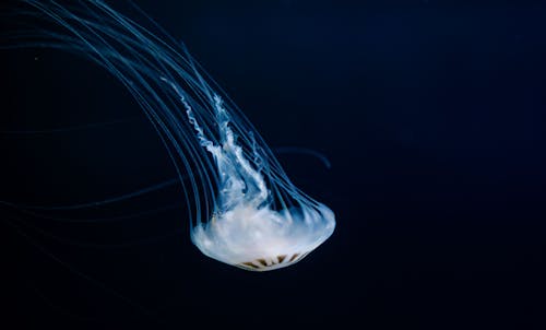 Close up of Jellyfish