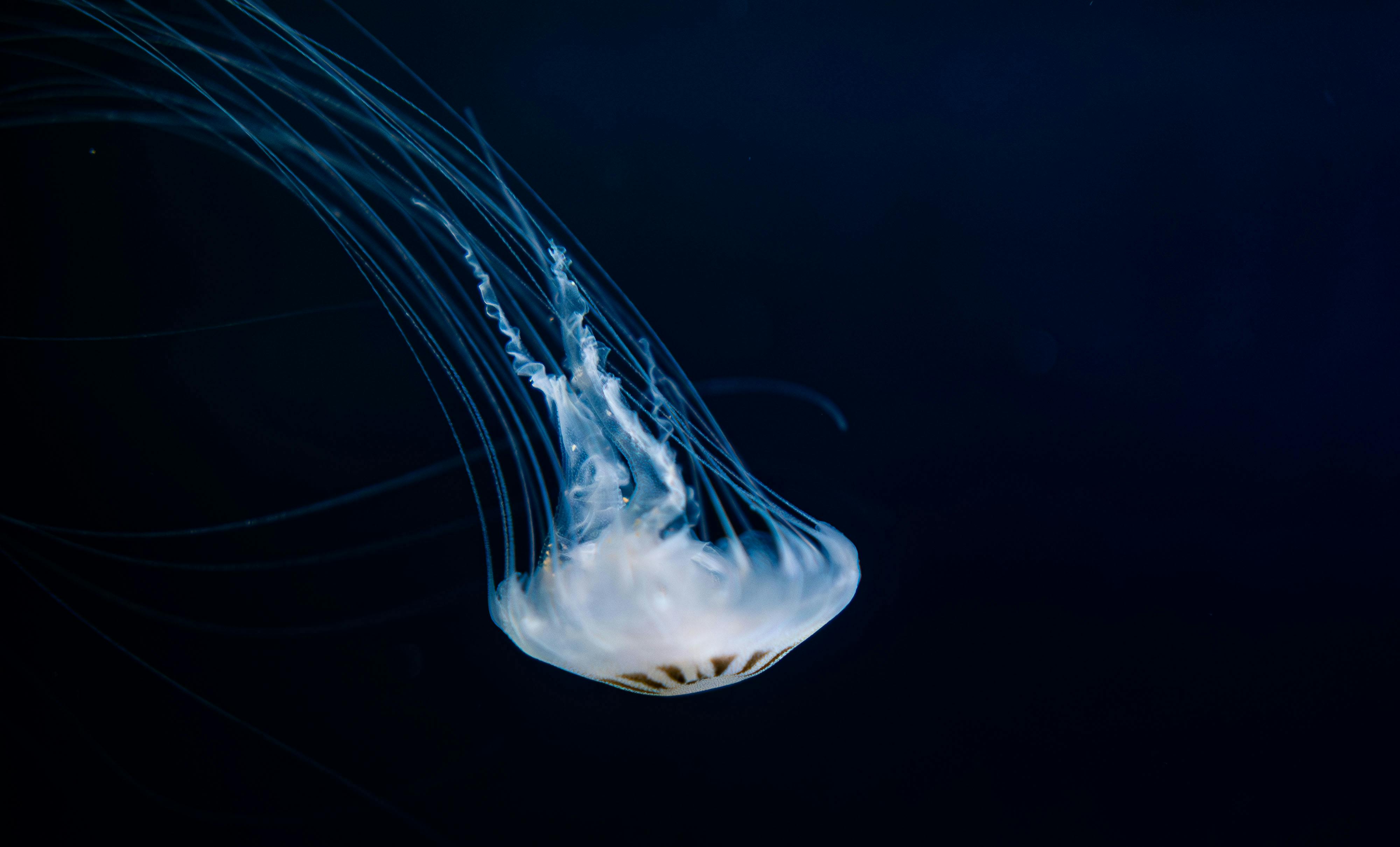 Bahrain Jellyfish Photos, Download The Best Free Bahrain Jellyfish 