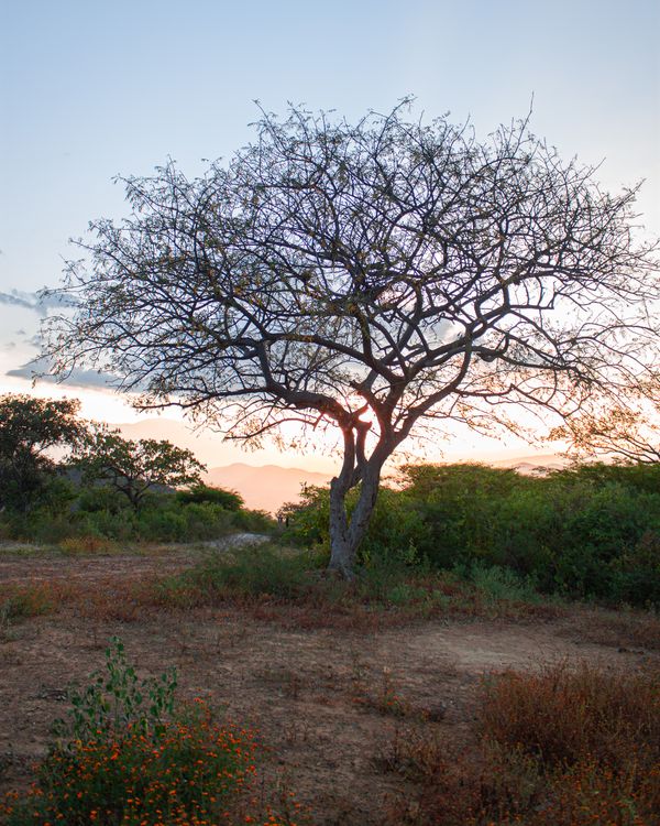 Single Tree at Sunset · Free Stock Photo
