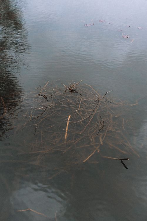 Free Calm water surface with reflected sky and submerged twigs creating a tranquil scene. Stock Photo