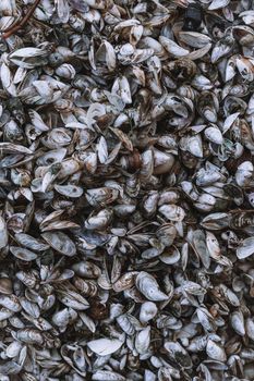 A close-up view of numerous seashells piled together, showcasing detailed textures.
