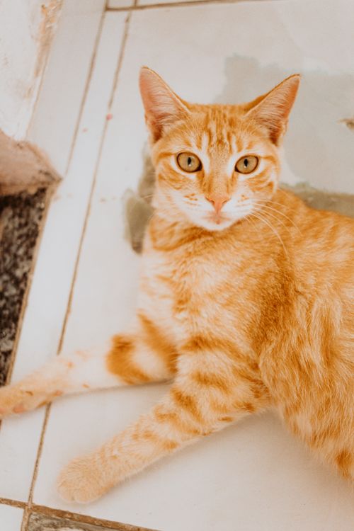 Free A ginger domestic cat lying on a tiled floor with a curious expression, perfect for pet lovers. Stock Photo