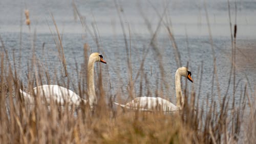 The Two Swans 