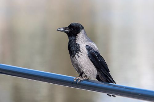 Free Close-up of a hooded crow perched on a metal railing outdoors. Stock Photo