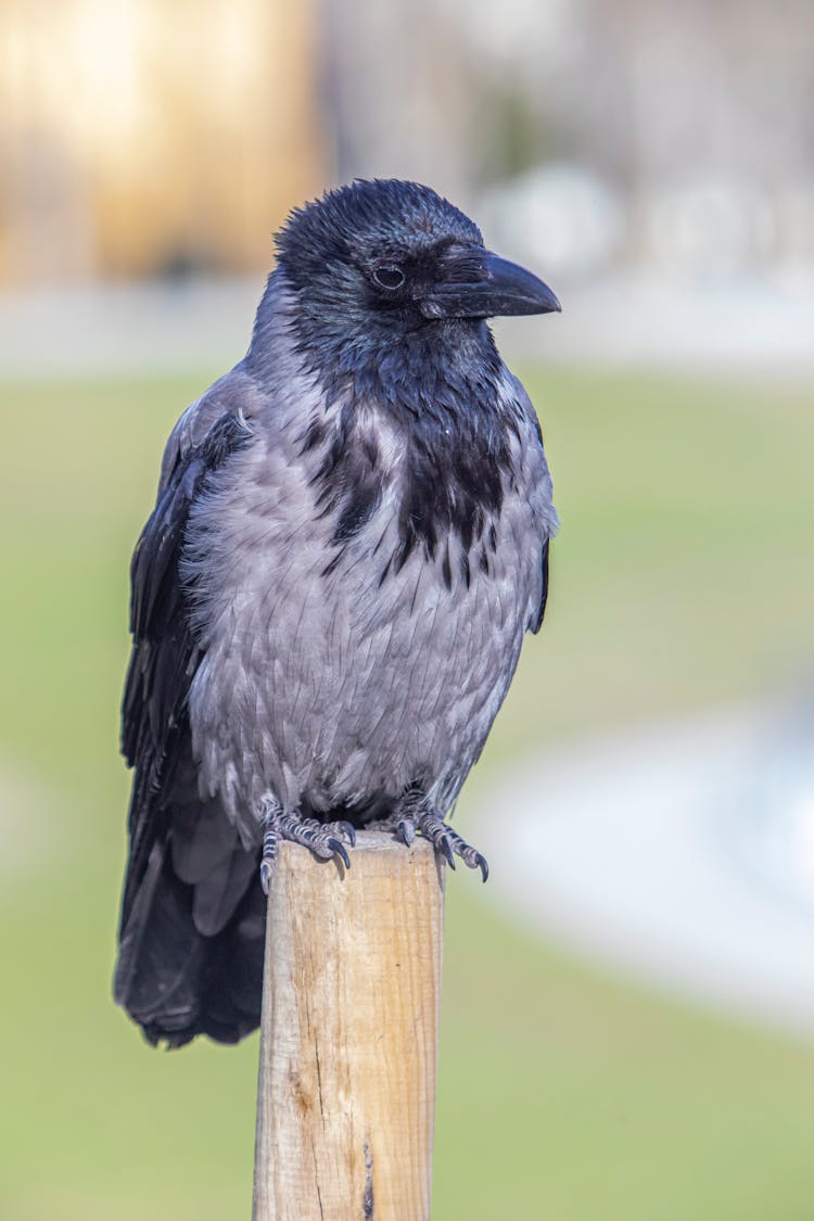 Crow On Wooden Post