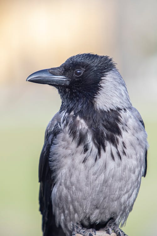 Immagine gratuita di corvo, fotografia di animali, fotografia naturalistica