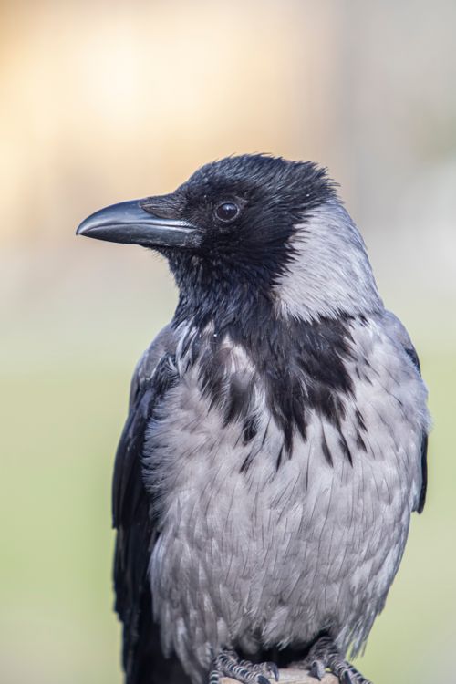 Free Detailed portrait of a hooded crow with a soft background, perfect for nature and wildlife enthusiasts. Stock Photo