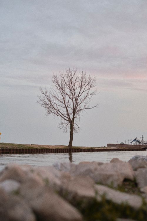 Free A single bare tree stands peacefully by a lakeside. A tranquil rural landscape enhances the scene. Stock Photo
