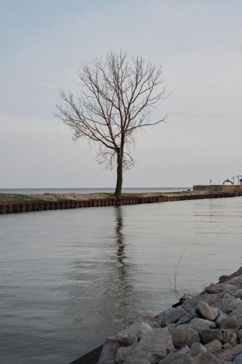Free Calm river scene featuring a solitary tree and its reflection, exuding tranquility. Stock Photo