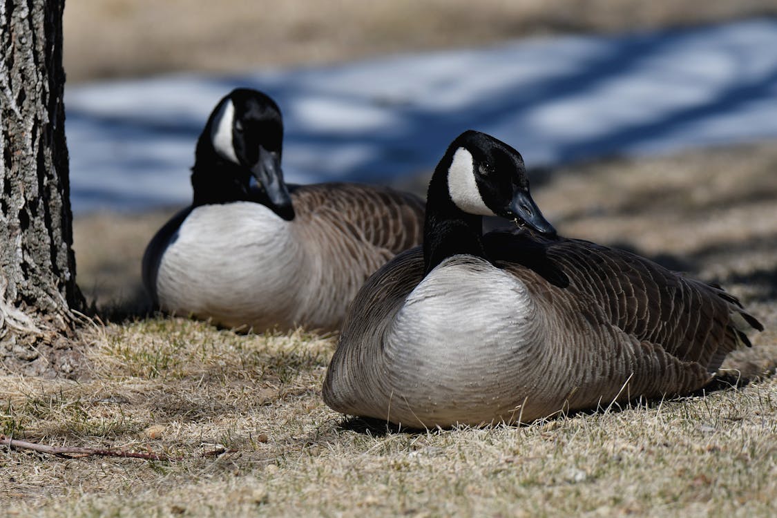 Ducks on Ground