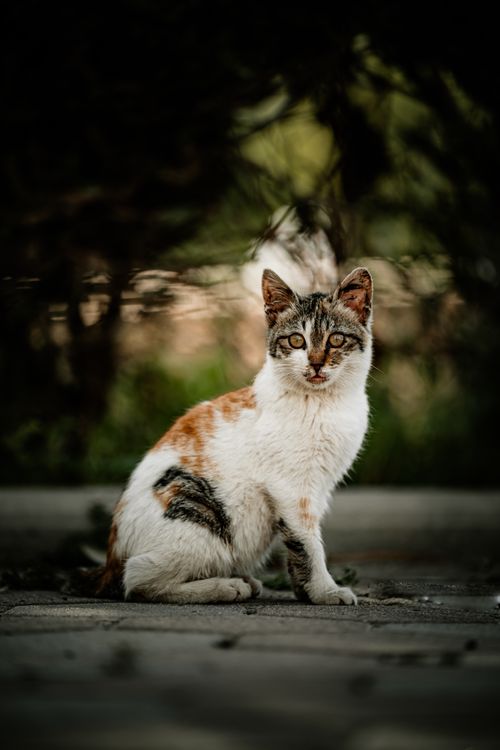 Free A serene calico cat sitting on a pavement surrounded by greenery in Kuwait City. Stock Photo