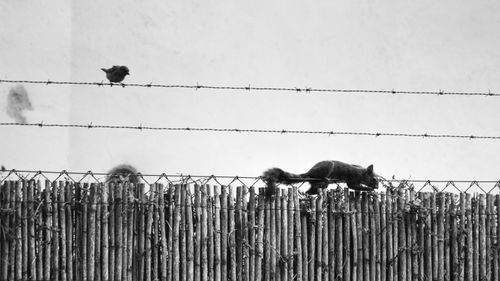 Free Squirrel and bird on a barbed wire and wooden fence in black and white. Stock Photo
