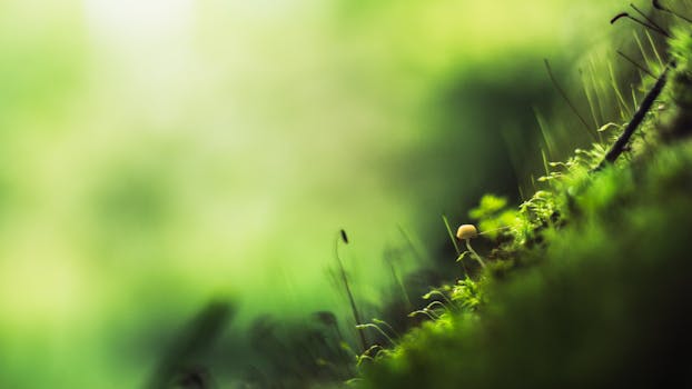 A solitary mushroom growing amidst lush greenery in a tranquil forest setting.