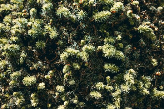 Free stock photo of branch, celebration, christmas